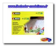 10 plants de primerose NOCH