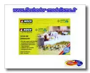 48 pieds de pissenlits NOCH