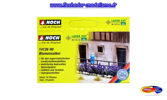 10 plants de sauge NOCH