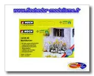 18 plants d'onagres bisannuelles NOCH