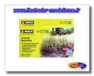 18 plants d'iris des marais NOCH