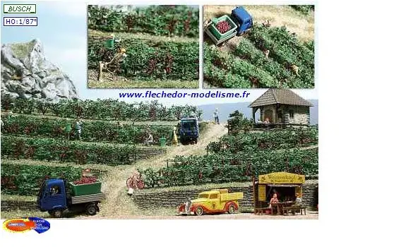 Vignobles, plants de vignes de BUSCH