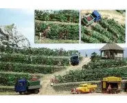 Vignobles, plants de vignes de BUSCH