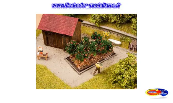 6 plants de tomates NOCH