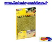 Champs de colza NOCH