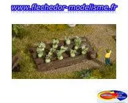 12 plants de chou rave NOCH