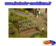 2 rangées de vigne de raisin noir NOCH