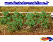18 plants de tomate FALLER