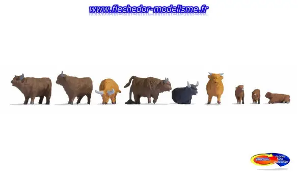 Bovins Ecossais des Highlands NOCH